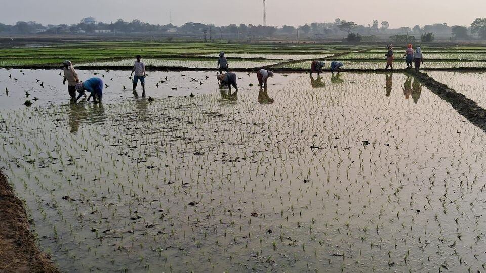 TG వ్యవసాయం: తెలంగాణలో వరిసాగు గణనీయంగా పెరగడానికి కారణాలు ఏంటి?