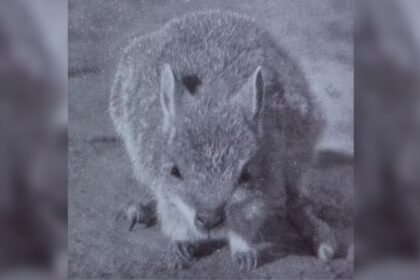 అంతరించిపోయినట్లు, ఈ ఎడారి ఎలుక-కంగారూ ఇప్పటికీ దాచడంలో సజీవంగా ఉండవచ్చు