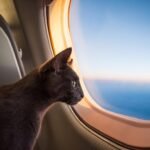 ఏమి వేచి ఉండండి! పిల్లి జర్మనీకి విమాన ప్రయాణాన్ని కనుగొంది, క్రూ దాని తర్వాత వెంబడిస్తారు