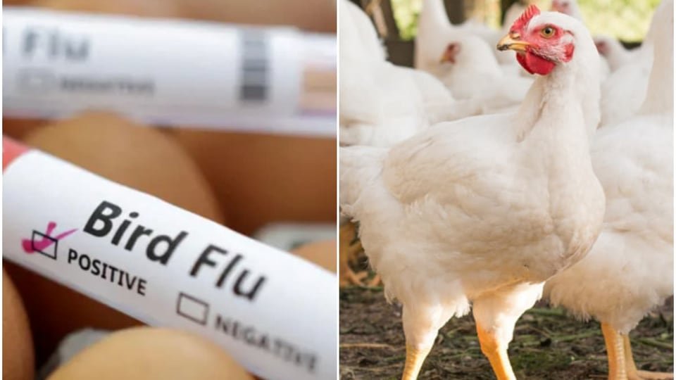 కోళ్ల కోళ్ల కల్లోలం కల్లోలం, దారుణంగా దారుణంగా దారుణంగా అమ్మకాలు, దుకాణాలు, దుకాణాలు, వ్యాపారాలు నిల్ నిల్…-ఈ రోజు ఆంధ్రప్రదేశ్ న్యూస్ తాజా నవీకరణలు ఫిబ్రవరి 20 2025, ఆంధ్ర ప్రదేశ్ ప్రదేశ్ ప్రదేశ్