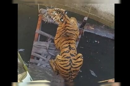 గ్రామస్తులు, అధికారులు టైగర్ ను వెల్ నుండి రక్షించడానికి మంచం మరియు తాడులను ఉపయోగిస్తారు