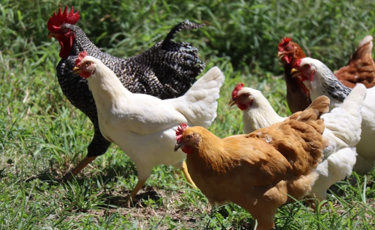 తెలంగాణలో, మర్మమైన వ్యాధి కారణంగా 3 రోజుల్లో 2,500 కోళ్లు చనిపోతాయి