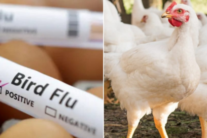 బర్డ్ ఫ్లూ ఎఫెక్ట్ చికెన్ చికెన్ చికెన్, గుడ్లు గుడ్లు అధికారుల హెచ్చరికలు-భారీగా తగ్గిన తగ్గిన ధరలు ధరలు ధరలు ధరలు ధరలు ధరలు ధరలు- బర్డ్ ఫ్లూ వైరస్ ప్రభావం కృష్ణ జిల్లా అధికారులు చికెన్ గుడ్లు తినవద్దని హెచ్చరిస్తున్నారు