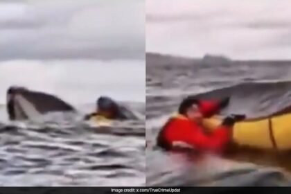 మింగబడింది, తిమింగలం ద్వారా ఉమ్మివేయండి, కయాకర్ లోపల ఎలా అనిపిస్తుందో పంచుకుంటాడు