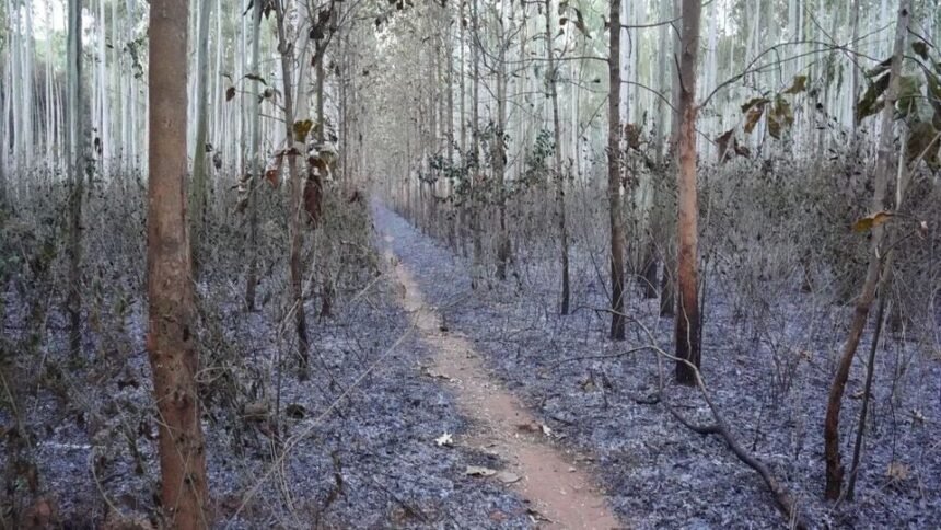రాజమండ్రీ అటవీ అగ్ని: రాజమండ్రి రాజమండ్రి రిజర్వు భారీ అగ్ని అగ్ని ప్రమాదం, కాలిబూడిదైన వందలాది వందలాది కాలిబూడిదైన
