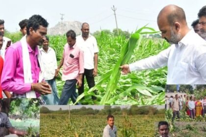 అకాల వర్షంతో అన్నదాతకు అపార నష్టం, పంట నష్టాన్ని పరిశీలించిన కేంద్ర మంత్రి బండి సంజయ్-untimely rains cause loss to farmers union minister bandi sanjay inspects crop damage ,తెలంగాణ న్యూస్