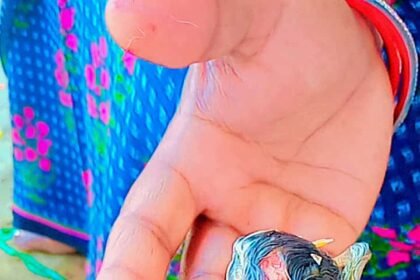కోడి పిల్లకు రెండు తలలు, ఆశ్చర్యంగా తిలకరించిన తిలకరించిన ప్రజలు