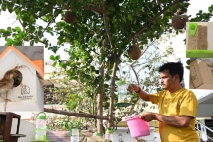 పిచ్చుకల దినోత్సవం ...