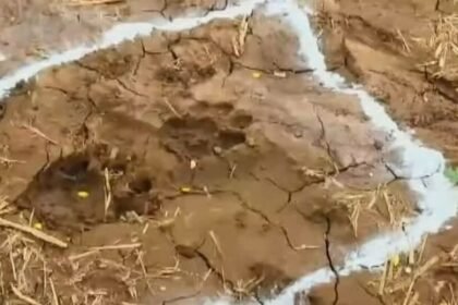 పులి భయం: గోరికొత్తపల్లిలో పులి సంచారం! సోషల్ మీడియాలో వీడియో వైరల్ .. రంగంలోకి రంగంలోకి దిగిన అధికారులు