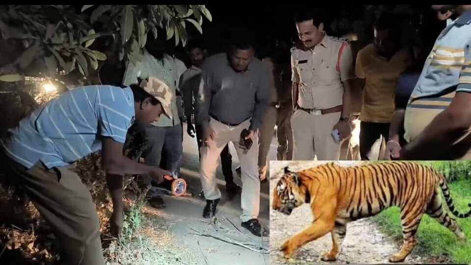 పెద్దపల్లి జిల్లాలో పెద్దపులి పెద్దపులి, తోడు కోసం కోసం ఆడపులి ఆరాటం ఆరాటం, భయాందోళనలో అటవీ గ్రామాల ప్రజలు.