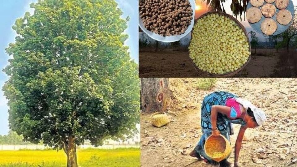 ప్రధాని మోదీ మెచ్చిన మెచ్చిన లడ్డూ లడ్డూ లడ్డూ, ఆదిలాబాద్ ఆదిలాబాద్ జాతీయ జాతీయ స్థాయిలో గుర్తింపు గుర్తింపు- pm Modi గిరిజన మహిళలను ప్రశంసించింది IPPA ఫ్లవర్ లడ్డూ బూస్టింగ్ ఆదిలాబాద్ నేషనల్ రికగ్నిషన్, తెలంగాణ తెలంగాణ న్యూస్
