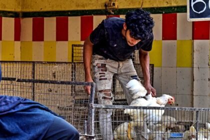 బళ్ళారిలో బర్డ్ ఫ్లూ ఫ్లూ భయం: 3 రోజుల్లో 8000 కోళ్లు కోళ్లు; మరో 7 వేల కోళ్లను చంపేశారు చంపేశారు చంపేశారు- బాలరీ బర్డ్ ఫ్లూ సంక్షోభం వేలాది కోళ్లు మాస్ వ్యాప్తిలో చనిపోయాయి,