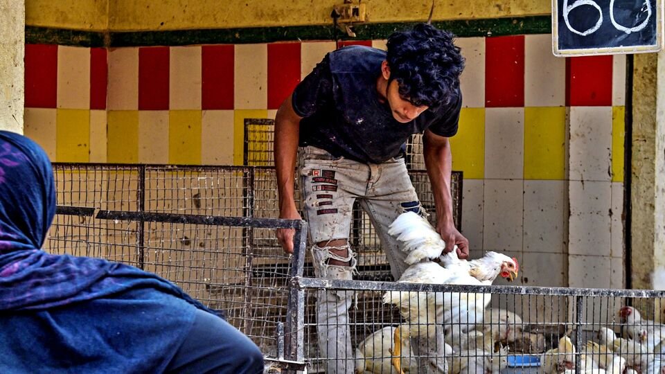 బళ్ళారిలో బర్డ్ ఫ్లూ ఫ్లూ భయం: 3 రోజుల్లో 8000 కోళ్లు కోళ్లు; మరో 7 వేల కోళ్లను చంపేశారు చంపేశారు చంపేశారు- బాలరీ బర్డ్ ఫ్లూ సంక్షోభం వేలాది కోళ్లు మాస్ వ్యాప్తిలో చనిపోయాయి,