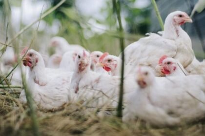 మెదక్ జిల్లాలో కోళ్లకు కొక్కెర రోగం రోగం రోగం, పౌల్ట్రీ పౌల్ట్రీ పశుసంవర్థకశాఖ పశుసంవర్థకశాఖ కీలక సూచనలు సూచనలు సూచనలు- మెడాక్ వెట్ డిపార్ట్మెంట్లో పౌల్ట్రీ వ్యాధి వ్యాప్తి నివారణపై రైతులకు సలహా ఇస్తుంది, తెలంగాణ న్యూస్