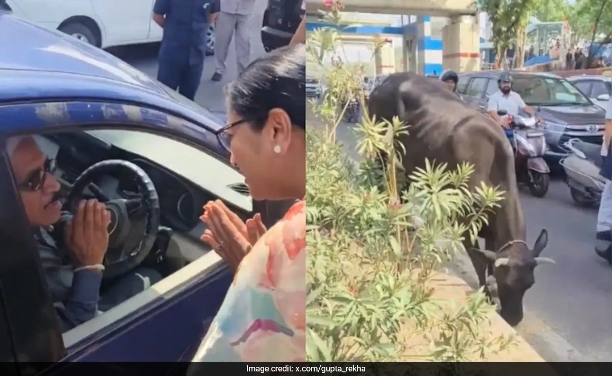 Delhi ిల్లీ ముఖ్యమంత్రి మనిషి బిజీగా ఉన్న రహదారిపై ఆవుకు "రోటీ" ను తినిపించడాన్ని చూస్తారు. ఇది చేస్తుంది