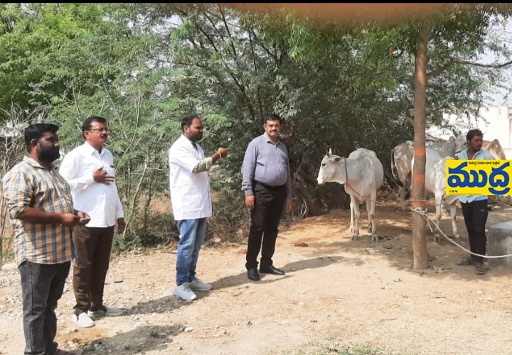 గాలికుంటు వ్యాధి రాకుండా పశువులకు టీకాలు వేయించాలి