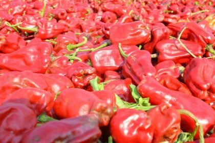 చపతా మిరపకాయ: వరంగల్ చపాటా చపాటా మిర్చికి జీఐ ట్యాగ్ .. తెలంగాణ నుంచి 18 వ ఉత్పత్తిగా ఉత్పత్తిగా ఉత్పత్తిగా