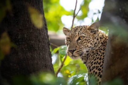 పిలిబిట్ టైగర్ రిజర్వ్‌లో వేగవంతం చేయడం ద్వారా చిరుతపులి నడుస్తుంది