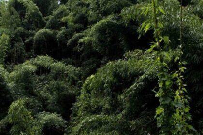 మానసికంగా సవాలు చేసిన బాలికపై అత్యాచారం జరిగింది, మణిపూర్ యొక్క చురాచంద్పూర్ ఫారెస్ట్‌లో కట్టెలు సేకరిస్తూ మరణించారు: మూలాలు