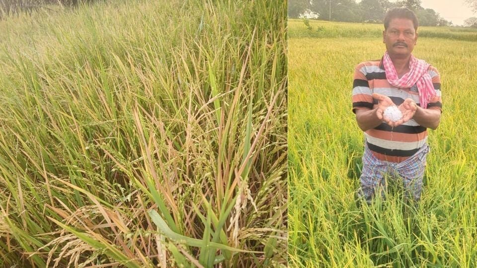 సిద్దిపేట్ జిల్లా: సిద్దిపేట జిల్లాలో వడగండ్ల వాన బీభత్సం బీభత్సం