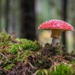 ఘోరమైన ఫంగస్ ఆసియా, యూరప్ మరియు అమెరికాలో లక్షలాది మందిని చంపగలదు, అధ్యయనం హెచ్చరిస్తుంది