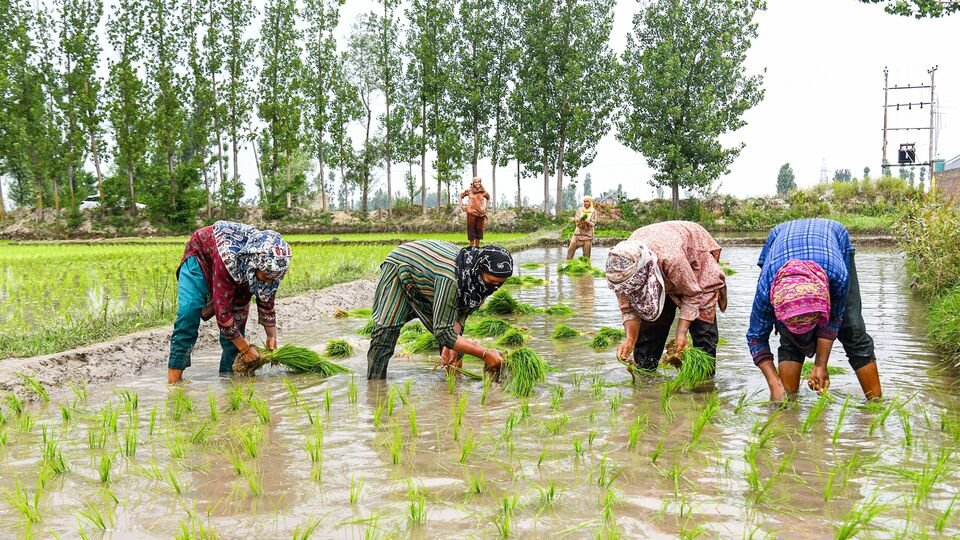 వరితో పాటు 14 ఖరీఫ్ పంటలకు కనీస కనీస మద్దతు పెంచిన పెంచిన కేంద్రం- కేంద్రం- సెంటర్ ఖరీఫ్ పంటల కోసం MSP ని పెంచుతుంది,