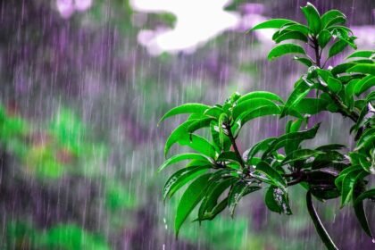 ఏపీకి ఏడు రోజుల పాటు భారీ వర్ష వర్ష సూచన సూచన: ఉరుములు, ఈదురుగాలులతో ఈదురుగాలులతో పడే పడే అవకాశం