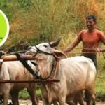 పీఎం కిసాన్ 20 వ విడత నిధులు నిధులు ఈ వచ్చే వచ్చే అవకాశం .. లబ్ధిదారులు ఈ ఈ పని?