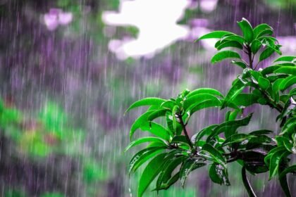 ఆగస్టు, సెప్టెంబర్ నెలల్లో సాధారణం కంటే కంటే ఎక్కువ వర్షపాతం ..