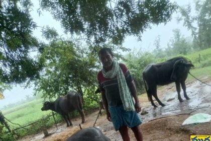 పిడుగు పడి పాడి గేదె గేదె