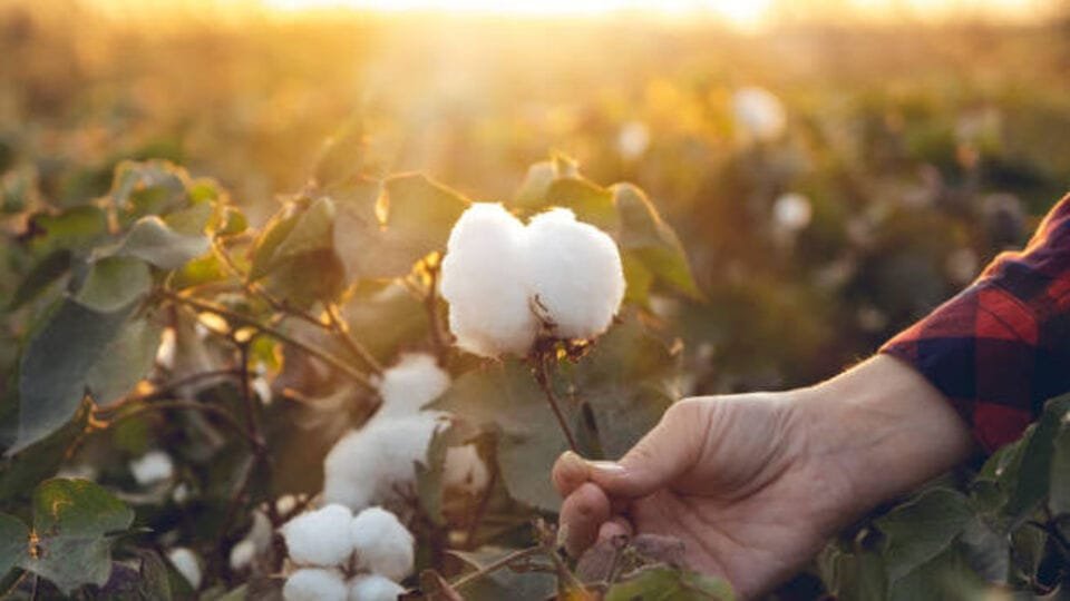 పత్తి కొనుగోలుకు సీసీఐ యాప్ .. స్లాట్ స్లాట్ చేసేందుకు రైతులు రైతులు ఈ వివరాలు ఇవ్వాలి!