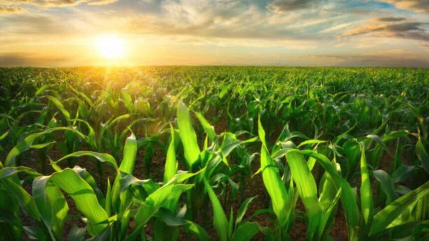 రైతులకు అలర్ట్ .. ఈ ఈ క్రాప్ బుకింగ్‌‌కు మరికొన్ని గంటలే మిగిలి ఉంది ఉంది .. చేయకుంటే చేయకుంటే మీకే!